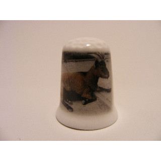 Geit liggend op de grond vingerhoedje