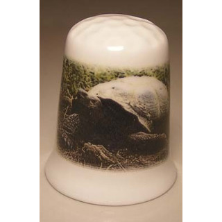 Schildpad op een porselein vingerhoedje