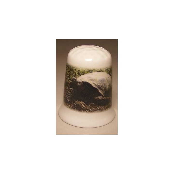 Schildpad op een porselein vingerhoedje