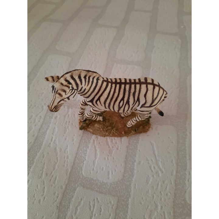 Zebra van Natural world country artists CA04945