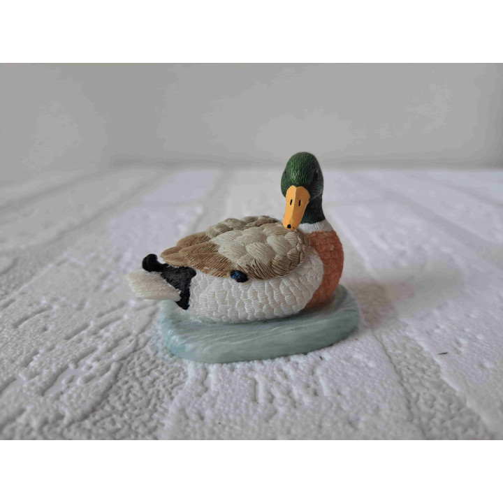 Eend in het water van Elgate