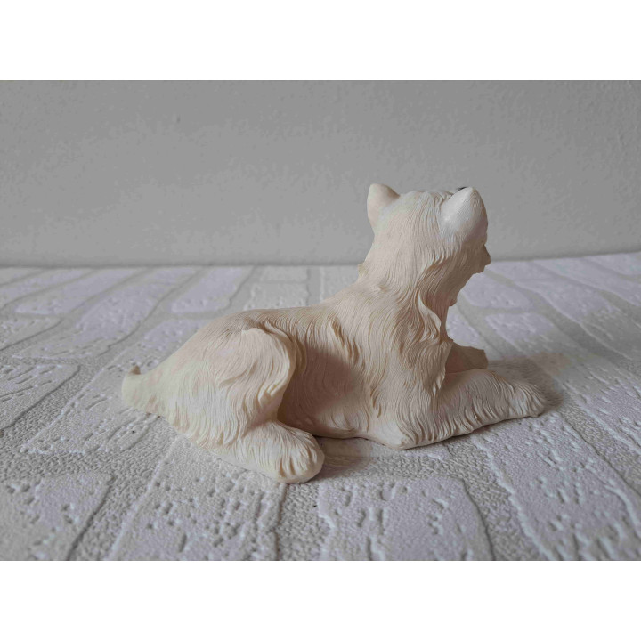 West highland terrier hond liggend hoofd omhoog