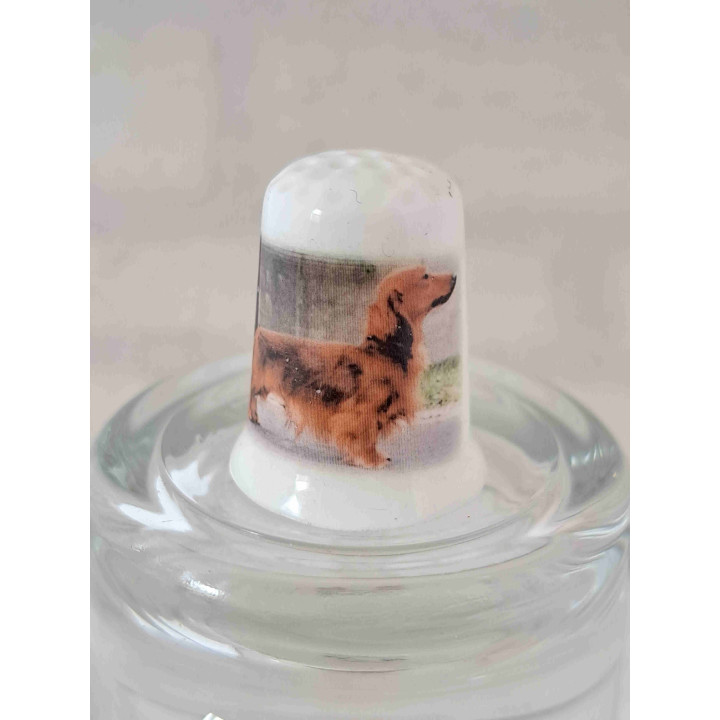 Langharige Teckel hond foto op een vingerhoedje