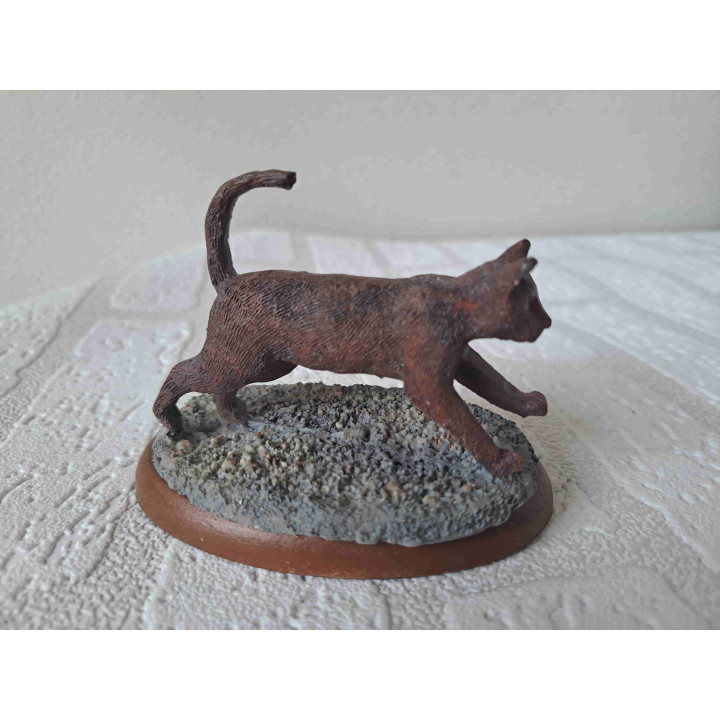 Oosterse poes op een houten plateau rent over stenen