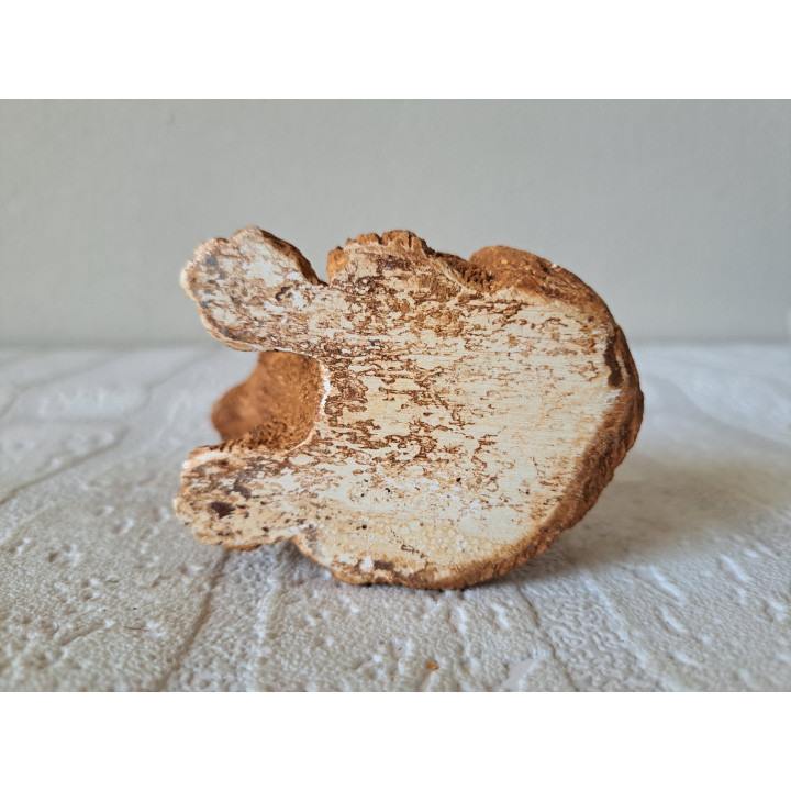 Jonge leeuw Welp, kunsthars 10x6x9.5cm - dierfiguren